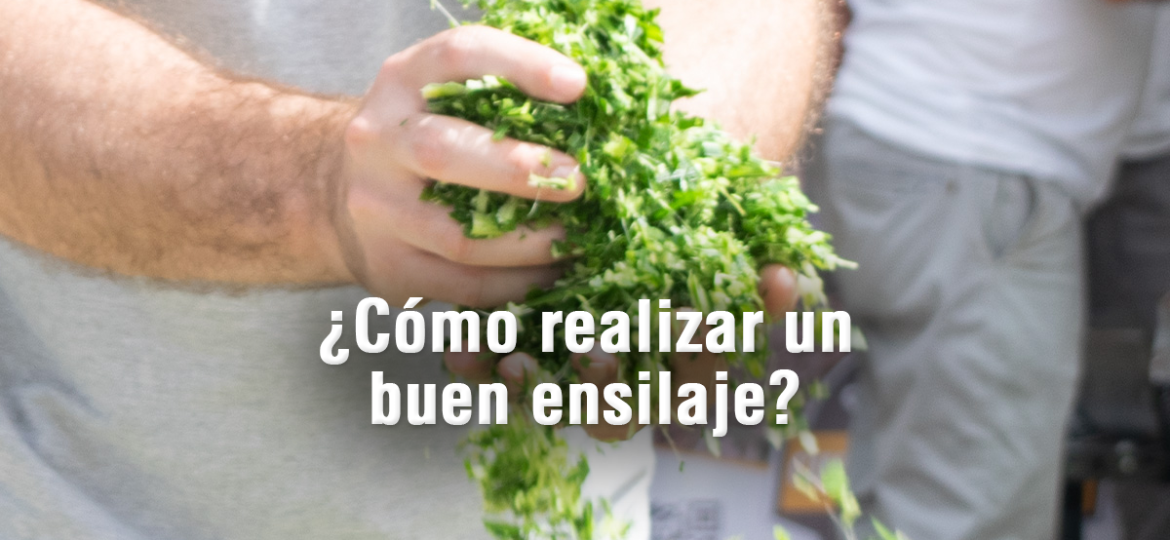 Ensilaje_2.jpg
