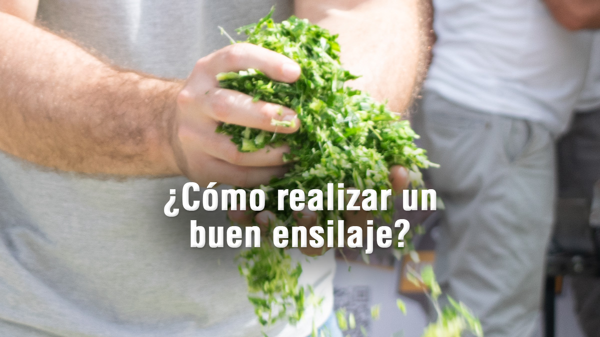 Importancia del ensilaje: ¿Cómo hacerlo bien?