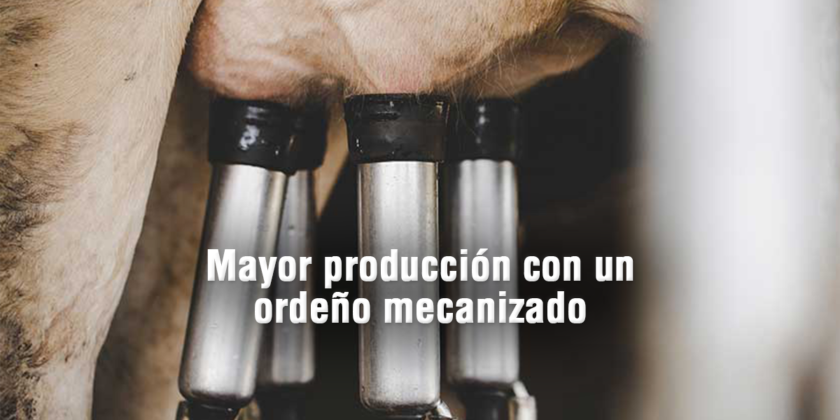 Mayor producción de leche con un ordeño mecanizado