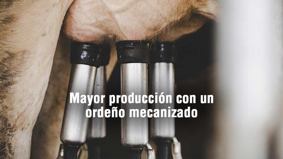 Mayor producción de leche con un ordeño mecanizado