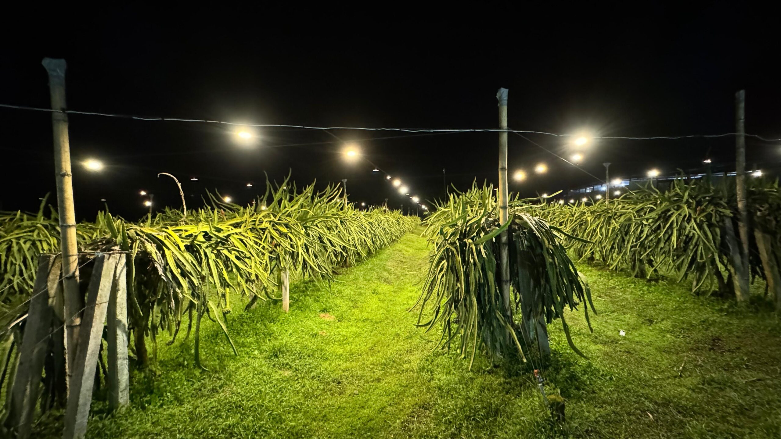 LÍNEA AGROINDUSTRIAL