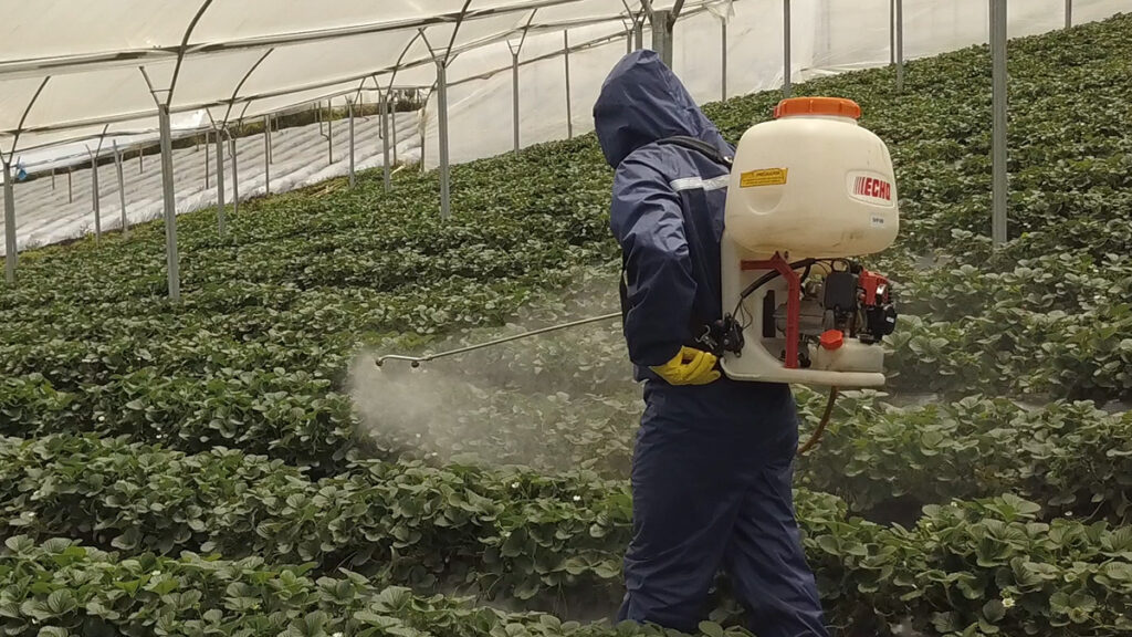 Una bomba de fumigación a motor puede cubrir extensiones más largas de cultivo y llevan tanques de 20 a 25 litros y con una presión variable y controlada por una palanca.