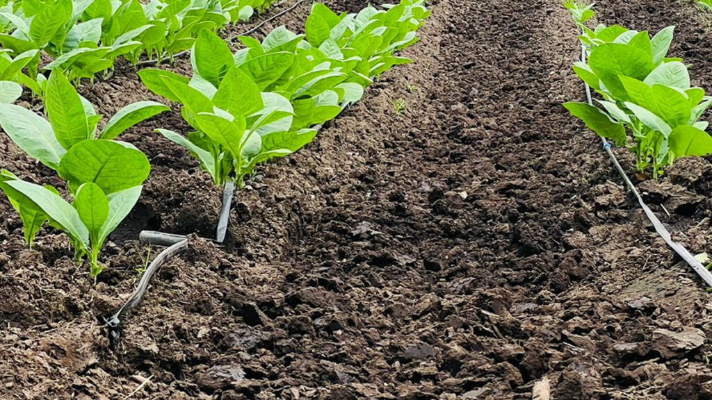 Las sopladoras mantienen un suelo limpio y promueve el desarrollo y la salud de las plantas.