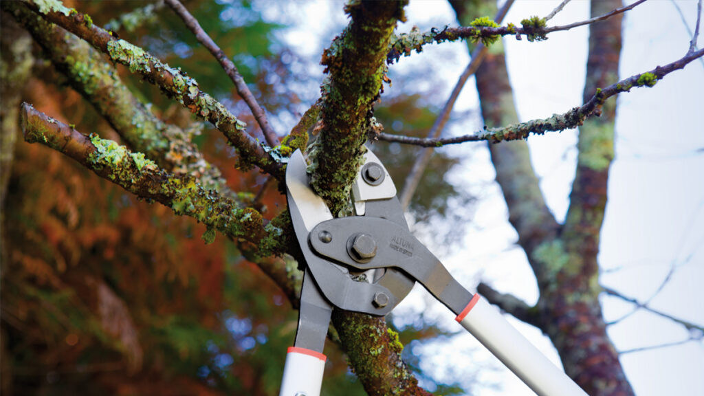 Poda de altura una técnica esencial para cuidar la producción. Eliminar ramas enfermas es fundamental para cuidar la salud del árbol.