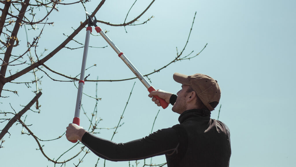 Poda de altura una técnica esencial para cuidar la producción. mantener una poda regular  mantiene la estructura del árbol y reduce el riesgo de roturas de ramas.