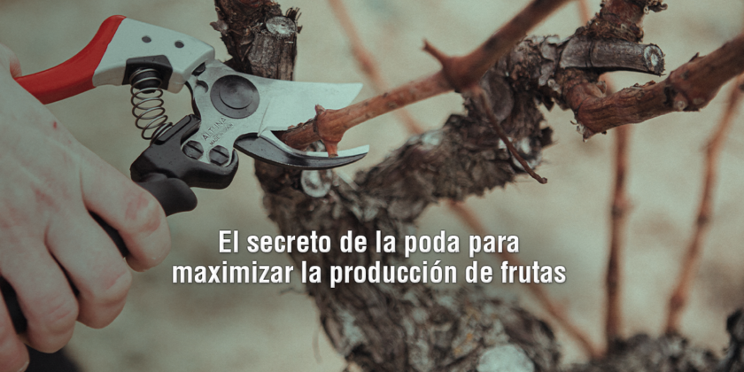 La poda es una práctica que maximiza la producción de frutas