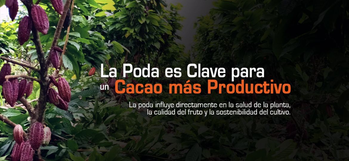 La poda clave para el cacao